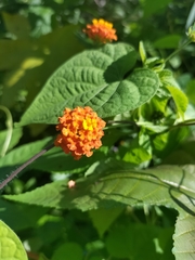 Lantana horrida