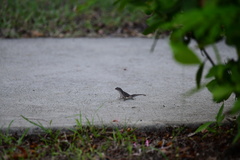 Anolis homolechis