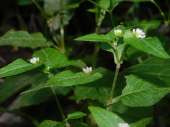 Persicaria nepalensis