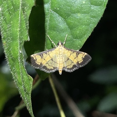 Ategumia