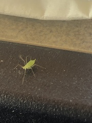 Macrosiphum