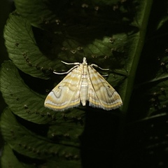 Neurophyseta