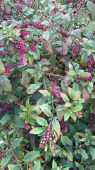 Phytolacca americana