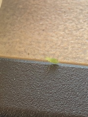 Macrosiphum
