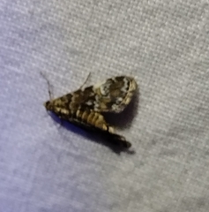 Elophila obliteralis