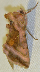 Autographa jota