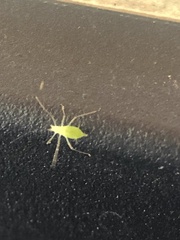 Macrosiphum