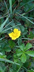 Potentilla reptans