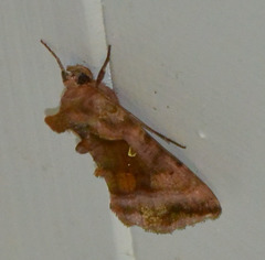 Autographa jota