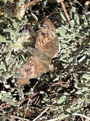 Erynnis tristis