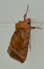Autographa jota