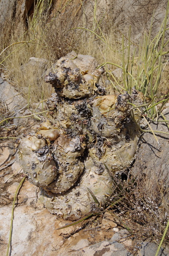 Cyphostemma bainesii
