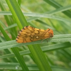 Chrysoecia dela