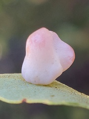 Cynips douglasii