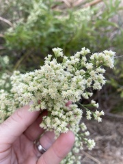Baccharis neglecta