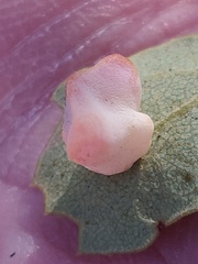 Cynips douglasii