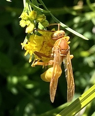 Polistes aurifer
