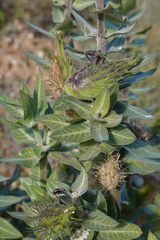 Gomphocarpus cancellatus