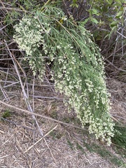 Baccharis neglecta
