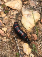 Berberomeloe comunero