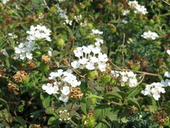 Lantana velutina