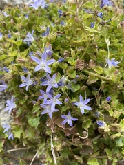 Campanula garganica