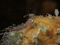 Apletodon dentatus