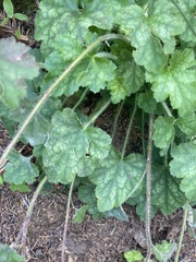 Heuchera micrantha