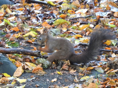 Sciurus vulgaris