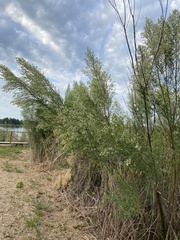 Baccharis neglecta