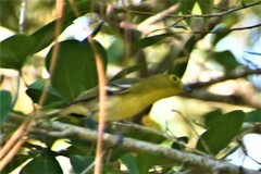 Vireo flavifrons