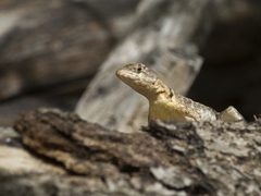 Tropidurus
