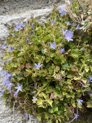 Campanula garganica