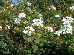 Lantana velutina