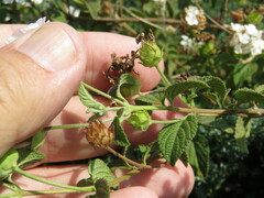 Lantana velutina