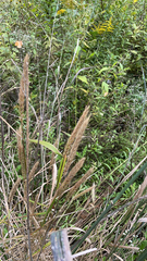 Elymus virginicus
