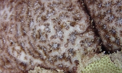 Leptastrea bewickensis