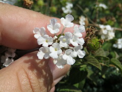 Lantana velutina