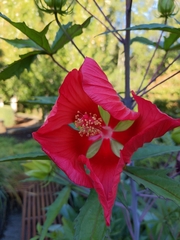 Hibiscus coccineus