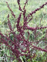 Rumex conglomeratus