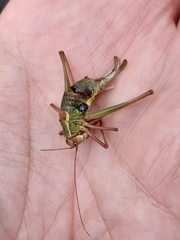 Barbitistes serricauda