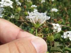Lantana velutina