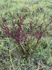 Rumex conglomeratus