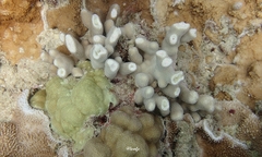 Porites compressa