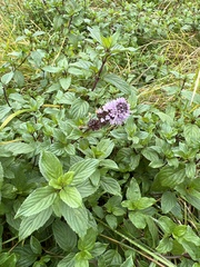 Mentha × piperita