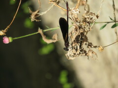 Calopteryx haemorrhoidalis