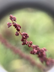 Rumex conglomeratus