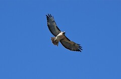 Buteo jamaicensis calurus