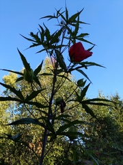 Hibiscus coccineus