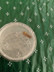 Metasyrphus
